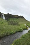 045- J2 Mp (52) végétation à la  cascade de Seljalandsfoss