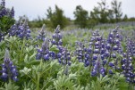 074- J2 (213) Lupin (enrichit le sol en azote)