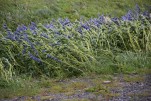 149- J3 (13) lupins couchés par le vent supérieur à 28m par seconde