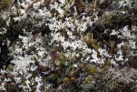 051- J4 (133) mousses et lichens