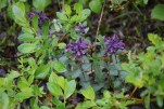 096- J5 (110) Bartsie des Alpes (cocrète violette)