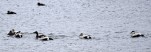 152- J5 (337) eiders dans le port d'Akureyri