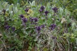 186- J7 (238) Bartsie des Alpes (cocrète violette)